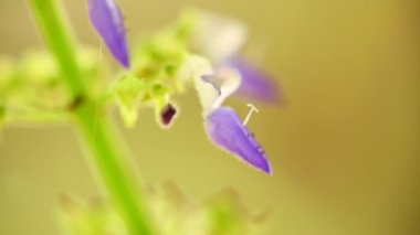 Mor Coleus çiçek narin ve küçük makro closeup bokeh arka plan ile. Işıklı güneşli arka ışığı doğal renkler ile statik çekim makro yakın çekim.