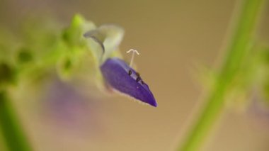 Mor Coleus çiçek narin ve küçük makro closeup bokeh arka plan ile. Işıklı güneşli arka ışığı doğal renkler ile statik çekim makro yakın çekim.
