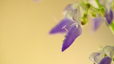 Mor Coleus çiçek narin ve küçük makro closeup bokeh arka plan ile. Işıklı güneşli arka ışığı doğal renkler ile statik çekim makro yakın çekim.