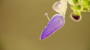 Mor Coleus çiçek narin ve küçük makro closeup bokeh arka plan ile. Işıklı güneşli arka ışığı doğal renkler ile statik çekim makro yakın çekim.
