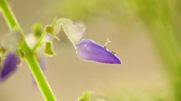 Fialová Coleus Květy Jemné Drobné Makro Detailní Pozadím Bokeh Osvětlené — Stock video