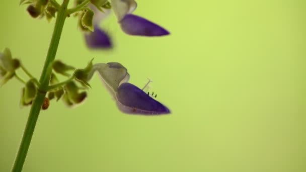紫色の背景のボケ味を持つコリウス花繊細で小さなマクロ クローズ アップ 自然な色で照らされた日当たりの良いバックライト 静的なショットのマクロをクローズ アップ — ストック動画