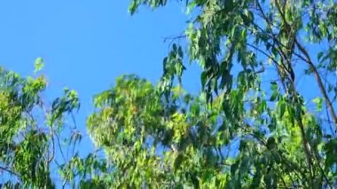 İnce gümüş huş ağacı dalları ve rüzgarda canlı yeşil bitki örtüsü ile güneşli derin mavi gökyüzü. Kamera hareketi kaydırma hd.