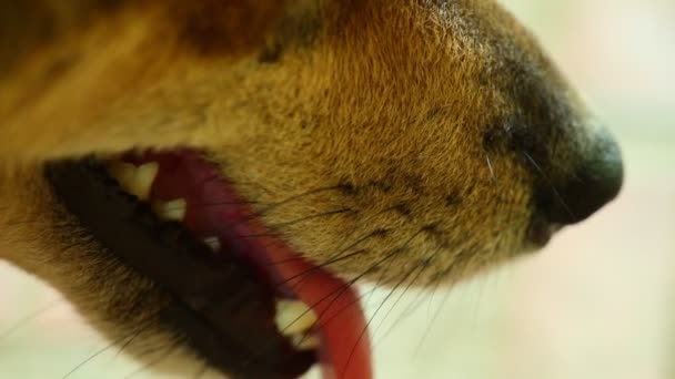 犬口と舌を熱 マクロ クローズ アップ静的フィールド ボケの浅い深さで撮影で喘ぐだらりと歯 — ストック動画