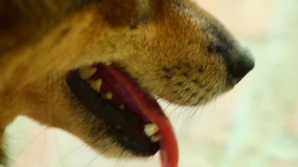Honden Mond Tanden Met Tong Opknoping Hijgen Hitte Macro Close — Stockvideo
