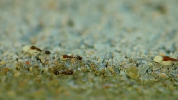 Ant Colony Migracji Noszenia Jaj Larwy Statyczne Strzał Płytkiej Głębi — Wideo stockowe