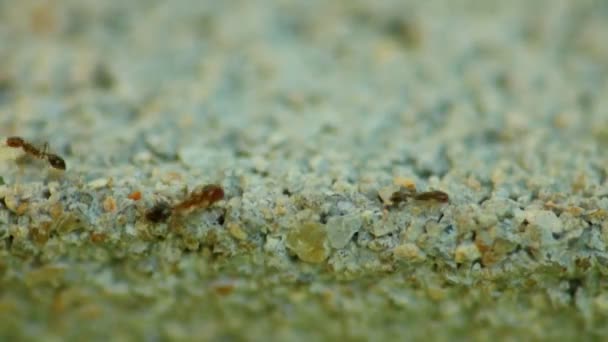アリのコロニー移行幼虫卵を運ぶ静砂石背景にフィールドの浅い深さで撮影 — ストック動画