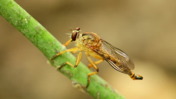 Robber Fly Empoleirado Caule Uma Planta Descansando Limpando Macro Close — Vídeo de Stock