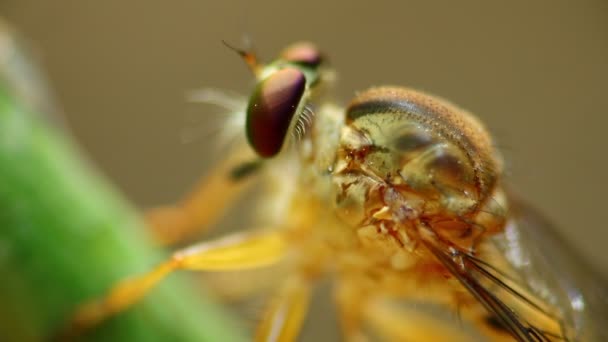 Räuberfliege Auf Dem Stamm Einer Pflanze Ruht Makro Nahaufnahme Augen — Stockvideo