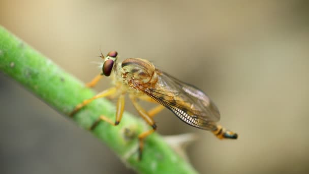 Robber Fly Empoleirado Caule Uma Planta Descansando Macro Close Estático — Vídeo de Stock