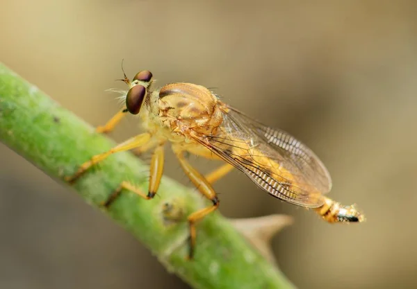 Räuberfliege Sitzt Auf Dem Stamm Einer Pflanze Makro Nahaufnahme Mit — Stockfoto