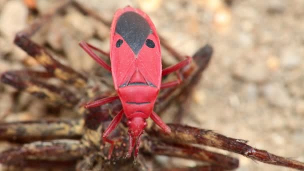 Hombre Enfrentó Insecto Insecto Fuego Insecto Rojo Paró Una Araña — Vídeo de stock