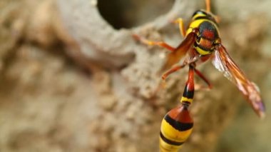 Potter wasp meşgul etkinliği 's nest çamur, Bina yakın makro ayrıntı statik çekim HD çekim.