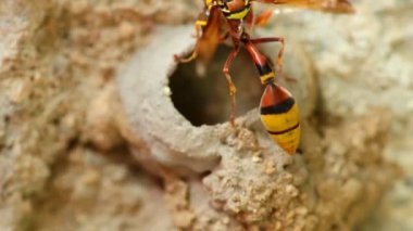 Potter wasp meşgul etkinliği 's nest çamur, Bina yakın makro ayrıntı statik çekim HD çekim.