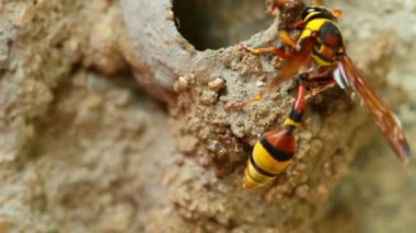 Potter wasp meşgul etkinliği 's nest çamur, Bina yakın makro ayrıntı statik çekim HD çekim.