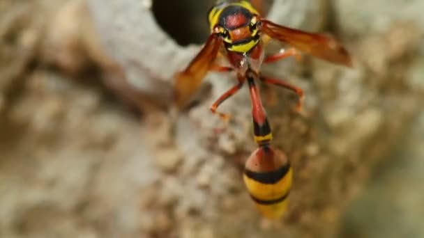 Potter Wasp Hektisk Aktivitet Bygger Sitt Lera Närbild Makro Detalj — Stockvideo