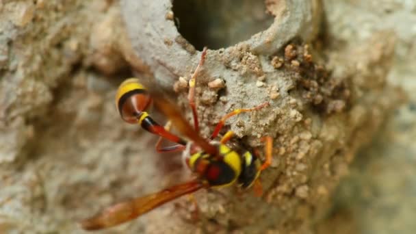Potter Wasp Meşgul Etkinliği Nest Çamur Bina Yakın Makro Ayrıntı — Stok video