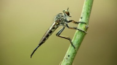 Hırsız kapalı uçan dinlenme bir bitkinin kök üzerinde tünemiş fly, makro yakın çekim HD atış statik bokeh tarafsız arka plan ile.