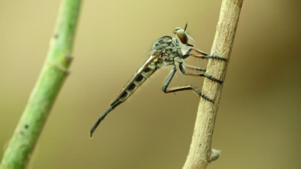 Robber Fly Perched Stem Plant Macro Close Static Shot Bokeh — Stock Video