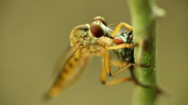 Soyguncu uç bir anında, besleme dışarı sıvılar için kafasının arkasına bir kesi ile emme, makro yakın çekim HD atış statik bokeh arka plan ile. 