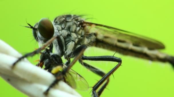 Robber Fly Feeding Fly Sucking Fluids Out Incision Back Head — Stock Video