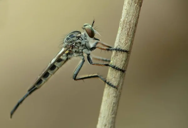 Soyguncu bir bitki kök üzerinde tünemiş fly, makro yakın çekim yan bokeh krem nötr arka plan ile vurdu.