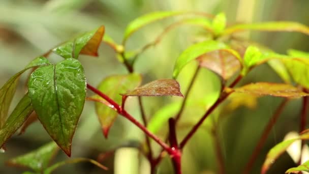 Pflanzenblätter Regen Mit Ihrem Leuchtend Grün Roten Laub Und Den — Stockvideo