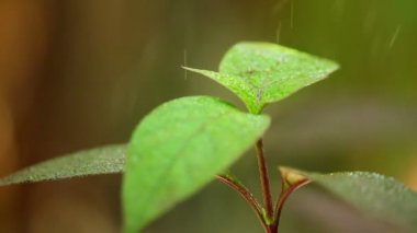 Tropik Hava sistemi yağmur damlaları düşen bitki canlı yeşil yeşillik statik yağmur onların yaprakları bokeh arka plan ile atış kadar kapatın. Yağmur düşen sıcak iklim.
