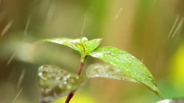 Tropik Hava sistemi yağmur damlaları düşen bitki canlı yeşil yeşillik statik yağmur onların yaprakları bokeh arka plan ile atış kadar kapatın. Yağmur düşen sıcak iklim.