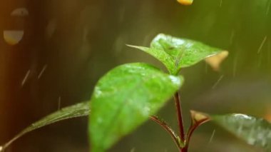 Tropik Hava sistemi yağmur damlaları düşen bitki canlı yeşil yeşillik statik yağmur onların yaprakları bokeh arka plan ile atış kadar kapatın. Yağmur düşen sıcak iklim.