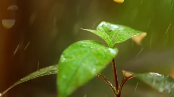 Sistema Meteorológico Tropical Gotas Chuva Caindo Folhas Plantas Com Sua — Vídeo de Stock