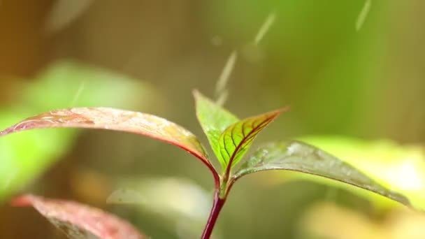 Système Météo Tropical Gouttes Pluie Tombant Feuilles Plantes Avec Leur — Video