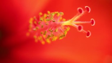 Ebegümeci rosa-sinensis de hiçbiri Çinli Hibiscus, Hawaiian ebegümeci ve kendin bitki Mallow aileden, ercik makro yüksek çözünürlüklü yakın kadar yok. Kırmızı çiçek bokeh arka plan.