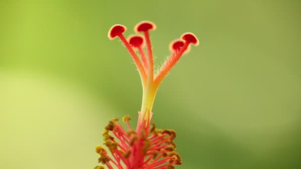 Stample Hibiscus Faba Sinensis Относится Китайским Hibiscus Hawaiian Hibiscus Shoeblack — стоковое видео