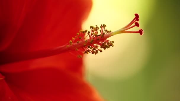 Stamen Hibiscus Rosa Sinensis Also None Chinese Hibiscus Hawaiian Hibiscus — Stock Video