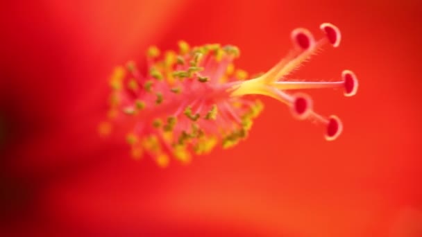 Ståndare Hibiscus Rosa Sinensis Också Ingen Som Kinesiska Hibiskus Hawaiian — Stockvideo