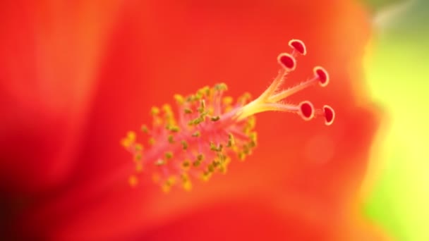 Les étamines de l'hibiscus rosa-sinensis également aucun comme hibiscus chinois, hibiscus hawaïen, et la plante shoeblack de la famille des guimauves, étamines macro gros plan en haute définition .