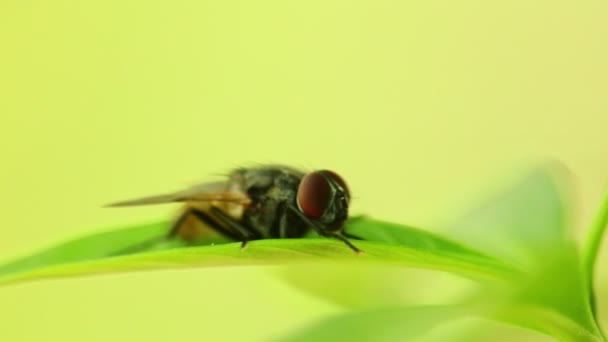 Insekt Gemeine Stubenfliege Auf Leuchtend Grünem Laub Hockt Makro Nahaufnahme — Stockvideo