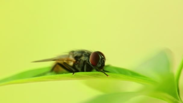 Inseto Mosca Comum Empoleirado Folhagem Folha Verde Vibrante Macro Closeup — Vídeo de Stock