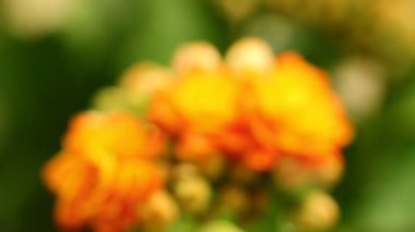 Flaming Katy veya Panda bitki çiçekleri portakal içinde daha sonra odak içine solma, yağmur damlaları ile yağmur HD statik makro yakın şekillendirme ile yağıyor.