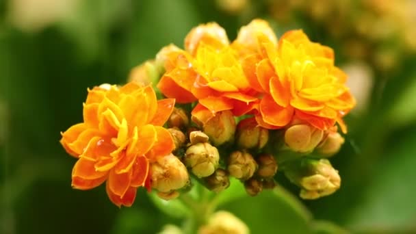 Пламенные Цветки Кати Панды Оранжевом Цвете Семейства Crassulaceae Дождевые Капли — стоковое видео