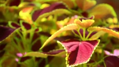 Coleus bitki güneşli bahçe sahnesinin canlı kırmızı, yeşil yaprakları, yakın çekim kaydırma.