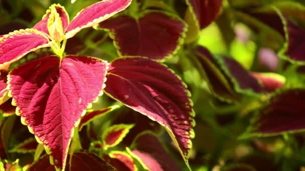 Vibrant Red Green Leaves Coleus Plant Sunlit Garden Scene Panning — Stock Video