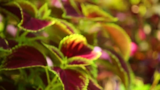Coleus Bitki Güneşli Bahçe Sahnesinin Defocused Canlı Kırmızı Yeşil Yaprakları — Stok video
