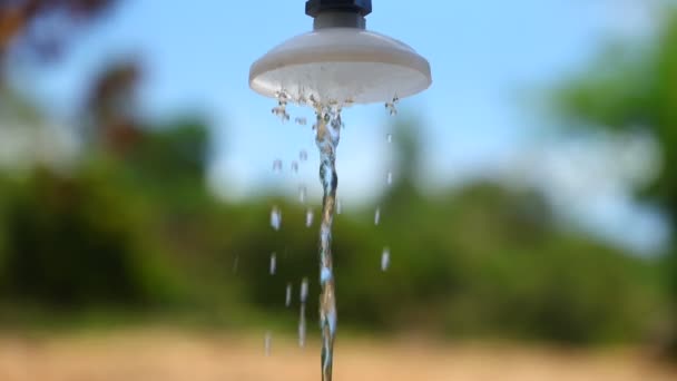 Cabeça Chuveiro Livre Com Água Corrente Com Uma Vegetação Verde — Vídeo de Stock
