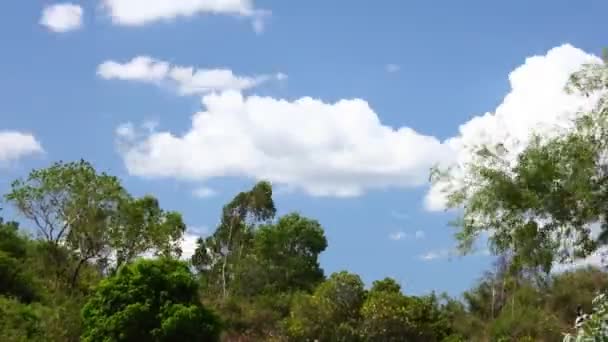 Cielo Tropical Las Copas Los Árboles Selva Caducan Con Brillantes — Vídeos de Stock