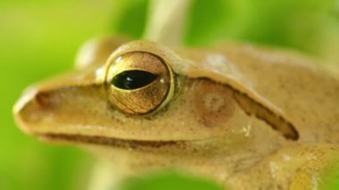 Ağaç kurbağa kafa ve göz makro statik çekim yakın, bokeh arka plan ile yeşil yeşillik arasında oturdu. Altın ağaç kurbağa, amfitbiya hayvan.