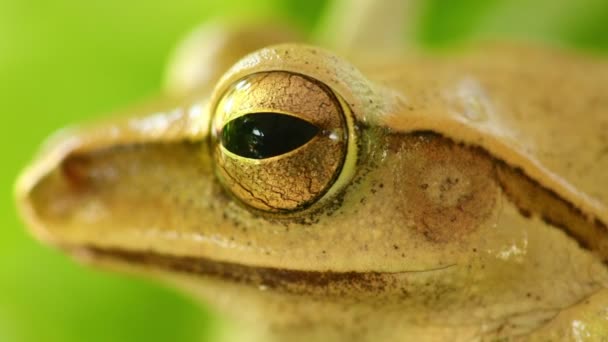 Laubfroschkopf Und Augenmakro Nahaufnahme Sitzend Zwischen Grünem Laub Mit Bokeh — Stockvideo