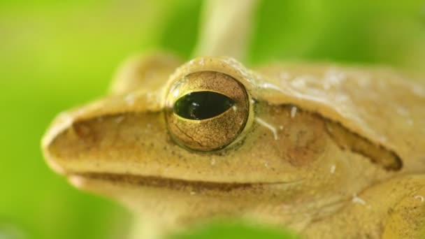 木のカエルの頭と目のウインクマクロクローズアップ静的ショットは ボケの背景を持つ緑の葉の中に座りました 金色の木のカエル 両生類の動物 — ストック動画