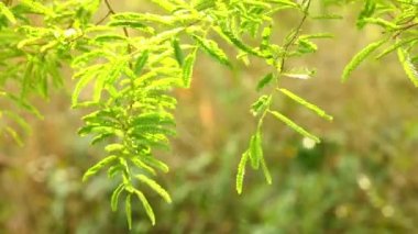 Demirhindi ağacının canlı yeşil yaprakları öğleden sonra güneş ışığı, bokeh doğa fon yakalamak. Güzel yeşil tropikal bitki örtüsü ile statik çekim.